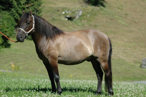 pako-00