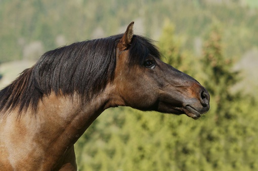 deckhengste_03