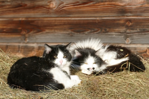 katzen