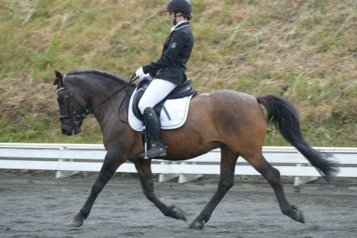 dressurtunier-steggut-01