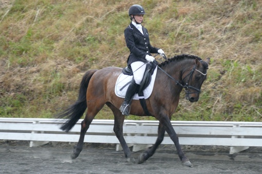 dressurtunier-steggut-02