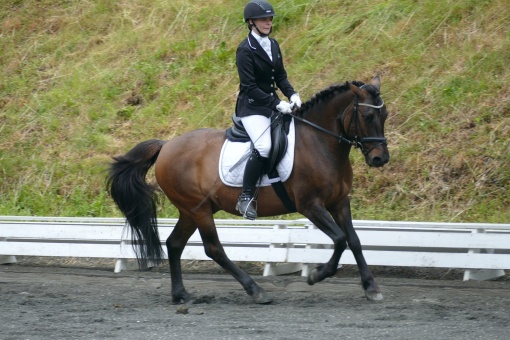 dressurtunier-steggut-03