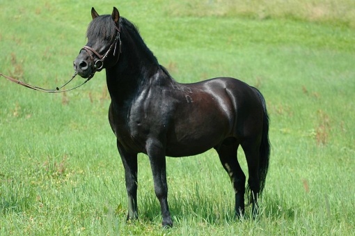 huba-01